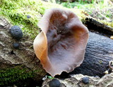 Peziza repanda image
