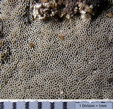 Bjerkandera adusta image