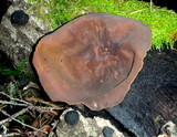 Peziza repanda image