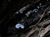 Ceratiomyxa fruticulosa var. fruticulosa image