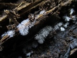 Ceratiomyxa fruticulosa var. fruticulosa image
