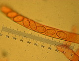 Peziza repanda image