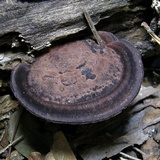 Nigroporus vinosus image