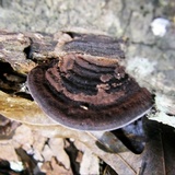 Nigroporus vinosus image