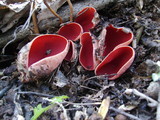 Sarcoscypha austriaca image