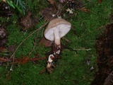 Rhodocollybia maculata image