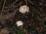 Rhodocollybia maculata image