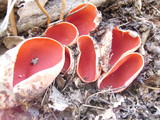 Sarcoscypha austriaca image
