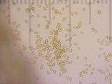 Bolbitius reticulatus image