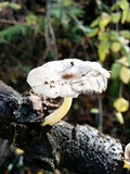Bolbitius reticulatus image