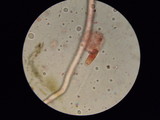 Sarcoscypha austriaca image