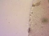 Strobilurus trullisatus image