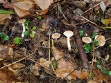 Hygrocybe colemanniana image