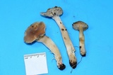 Hygrocybe colemanniana image