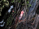 Lycogala epidendrum image