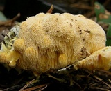 Fibroporia radiculosa image