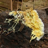 Fibroporia radiculosa image