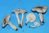 Hygrophorus occidentalis image