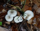 Hygrophorus occidentalis image