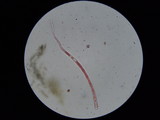 Sarcoscypha dudleyi image