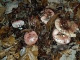 Hygrophorus russula image