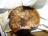 Russula fragrantissima image