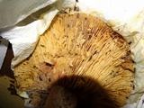 Russula fragrantissima image