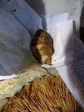 Russula fragrantissima image