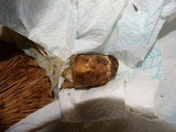Russula fragrantissima image