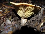 Russula fragrantissima image