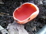Sarcoscypha austriaca image