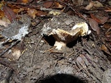 Russula fragrantissima image