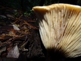 Russula fragrantissima image