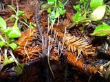Macrotyphula juncea image