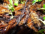 Macrotyphula juncea image