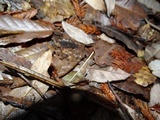 Macrotyphula juncea image