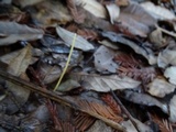Macrotyphula juncea image