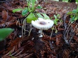 Macrotyphula juncea image