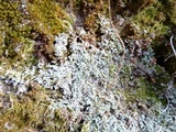 Cladonia coniocraea image