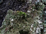 Cladonia fimbriata image