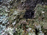 Cladonia fimbriata image