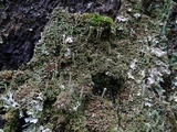 Cladonia fimbriata image