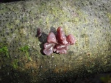 Ascocoryne sarcoides image