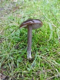 Entoloma sericeum image
