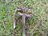 Entoloma sericeum image