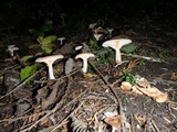 Clitocybe squamulosa image
