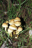 Hypholoma capnoides image