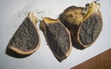 Scleroderma areolatum image