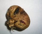 Scleroderma areolatum image