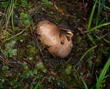 Scleroderma areolatum image